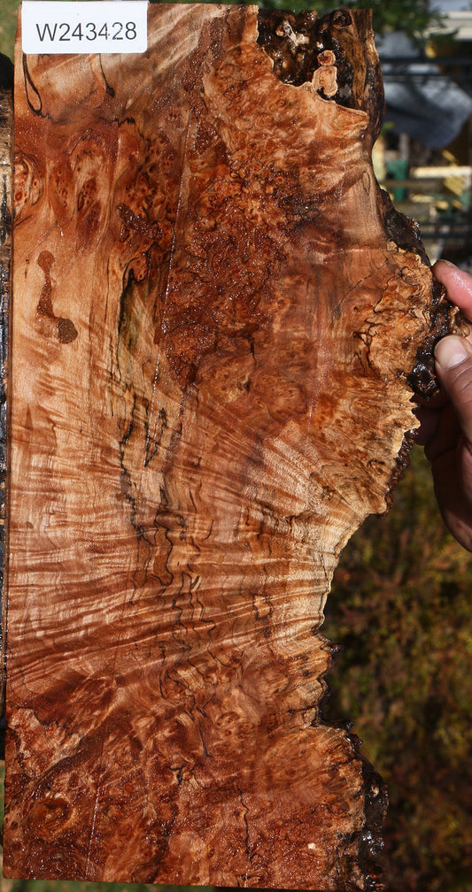 Maple Burl Live Edge Lumber