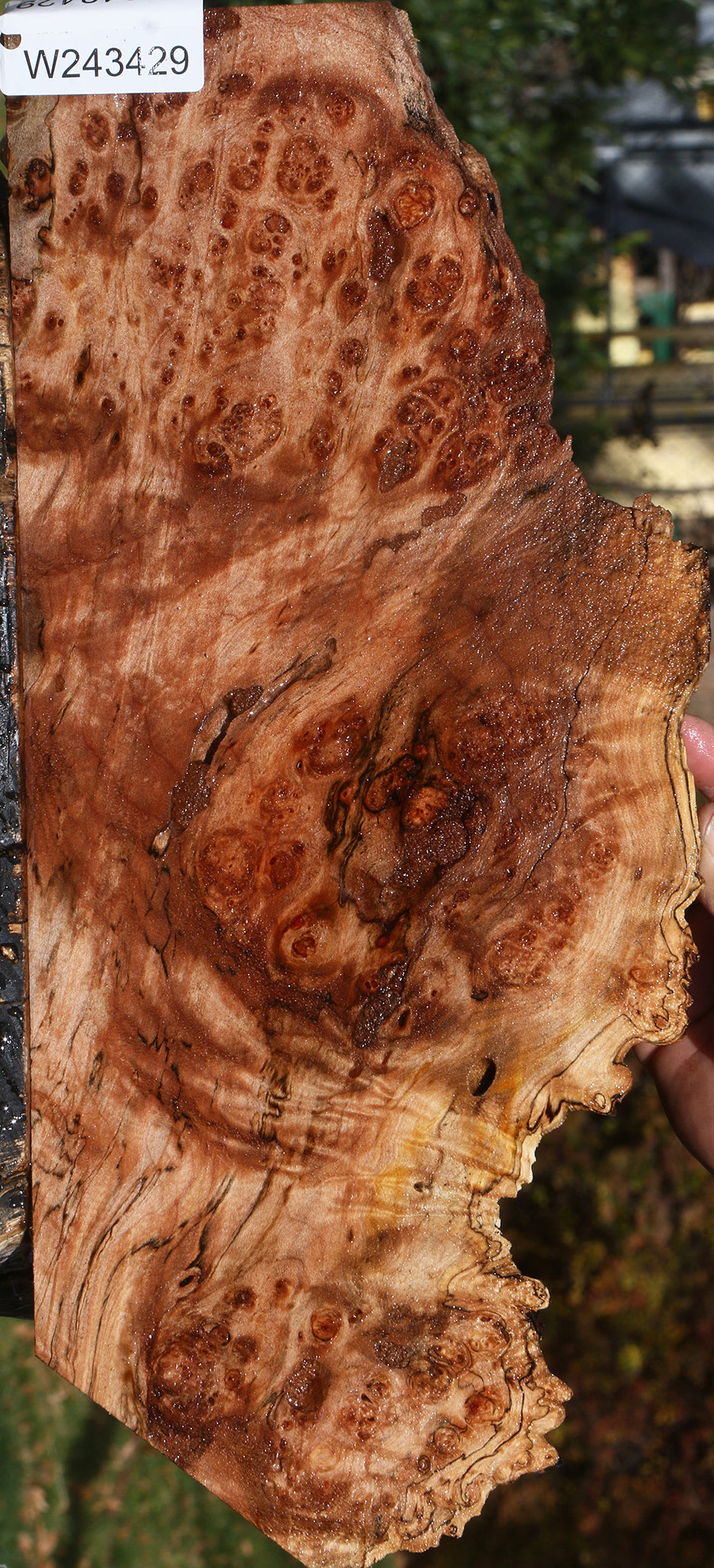 Maple Burl Live Edge Lumber