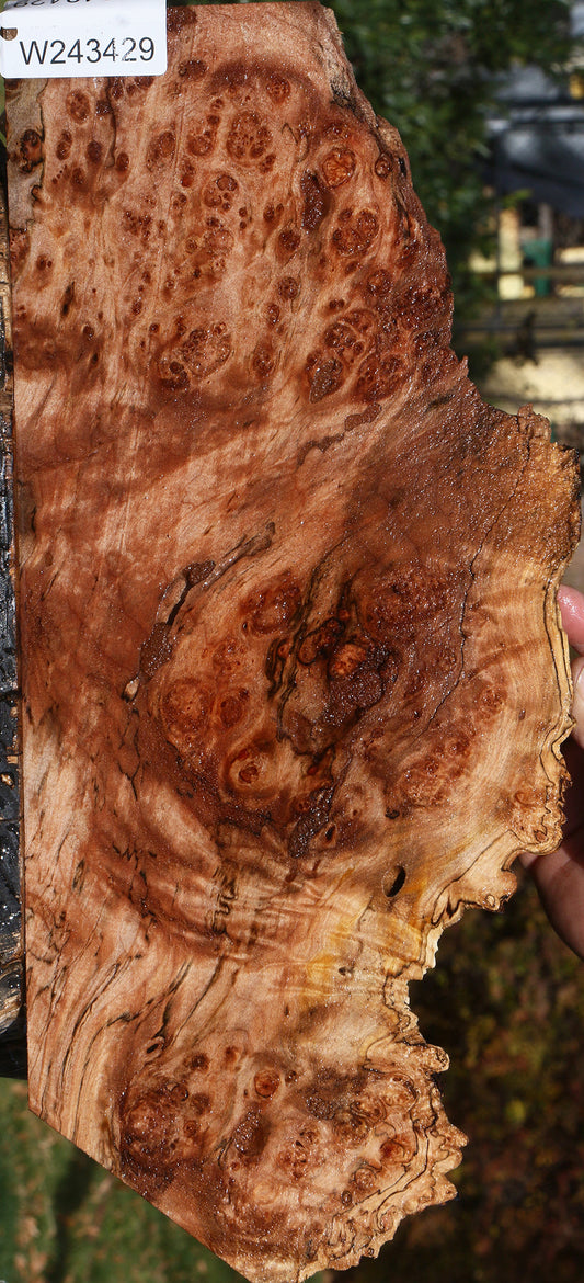 Maple Burl Live Edge Lumber