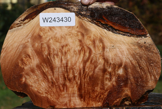 Maple Burl Slice
