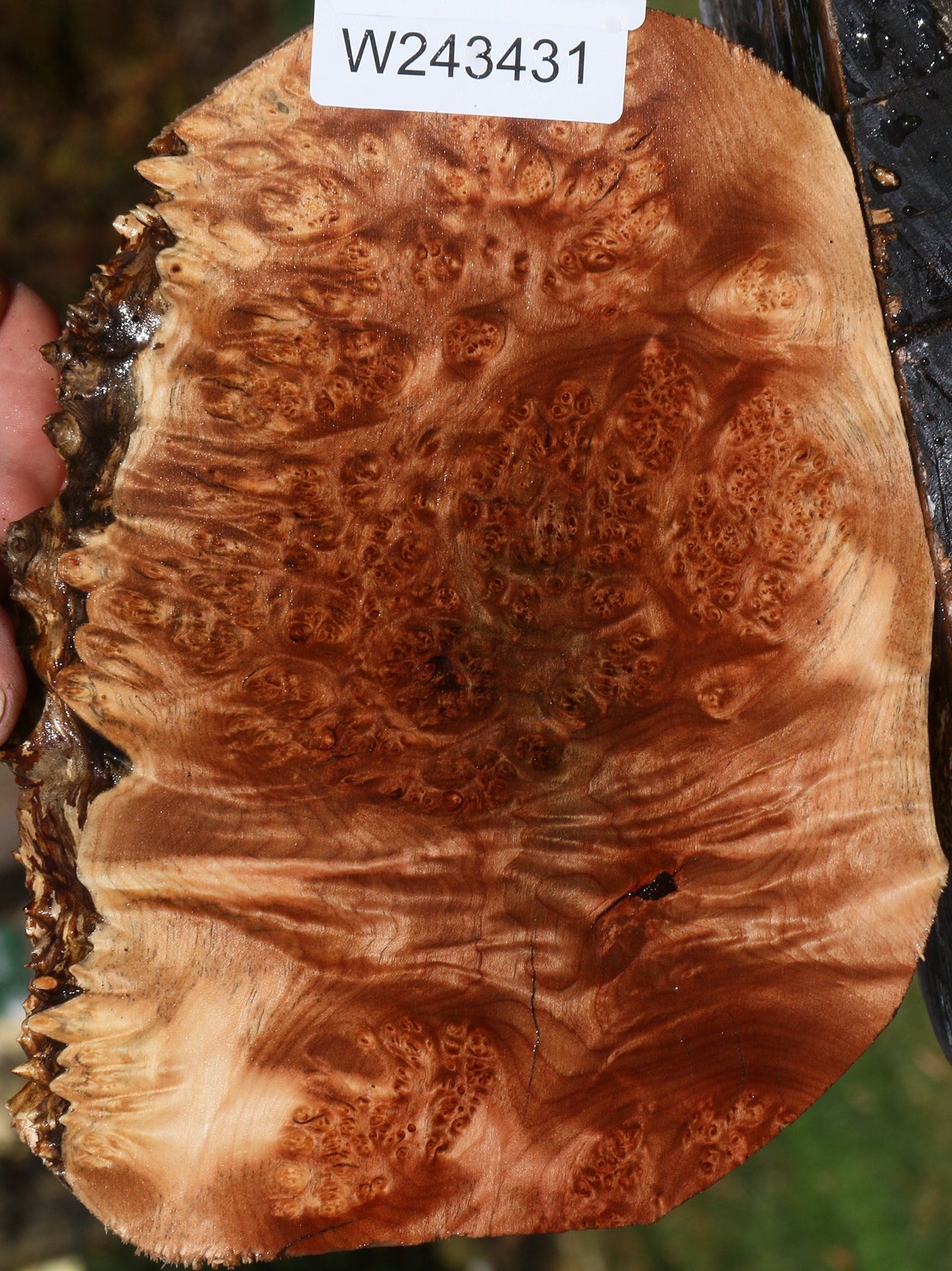 Maple Burl Cookie