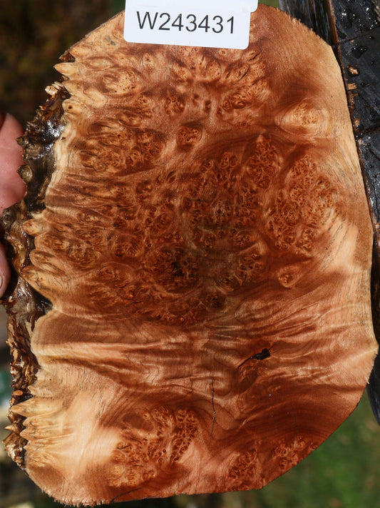 Maple Burl Cookie