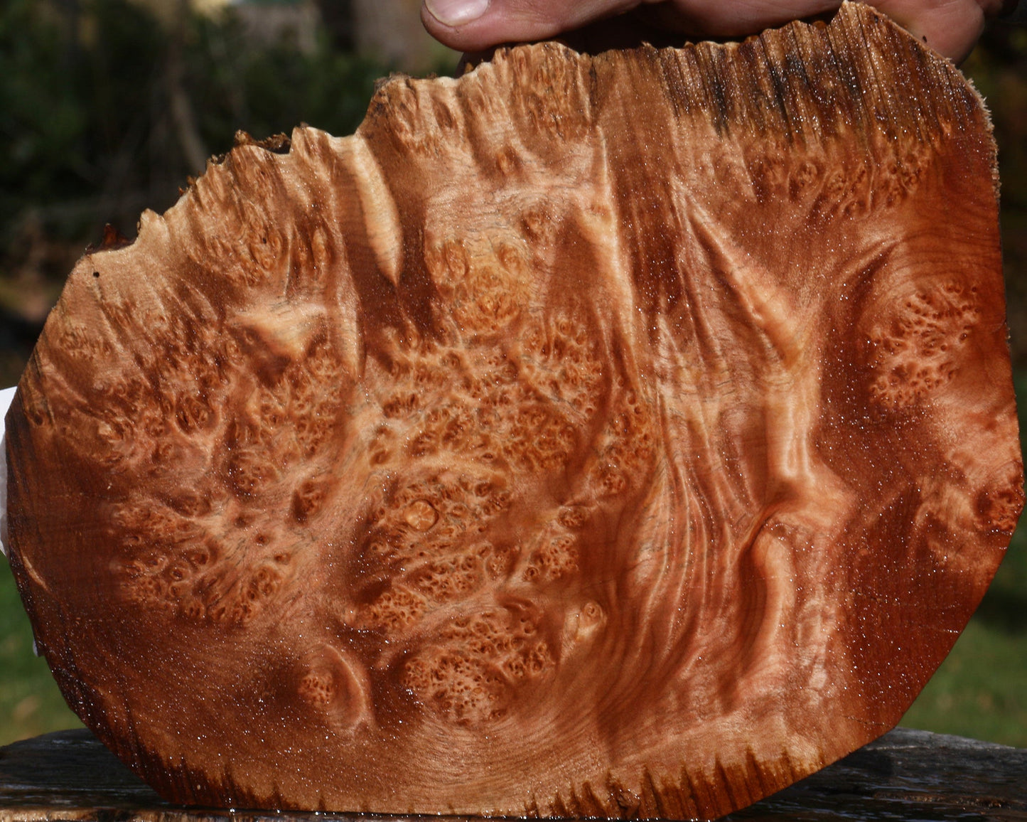 Maple Burl Cookie