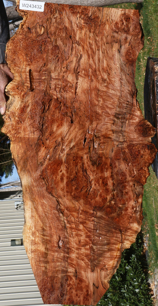 Maple Burl Live Edge Lumber