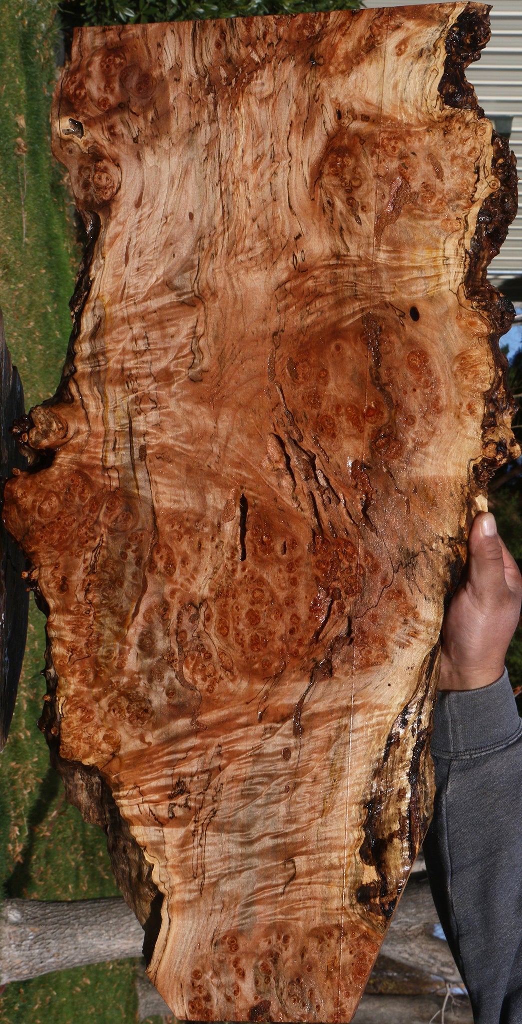 Maple Burl Live Edge Lumber