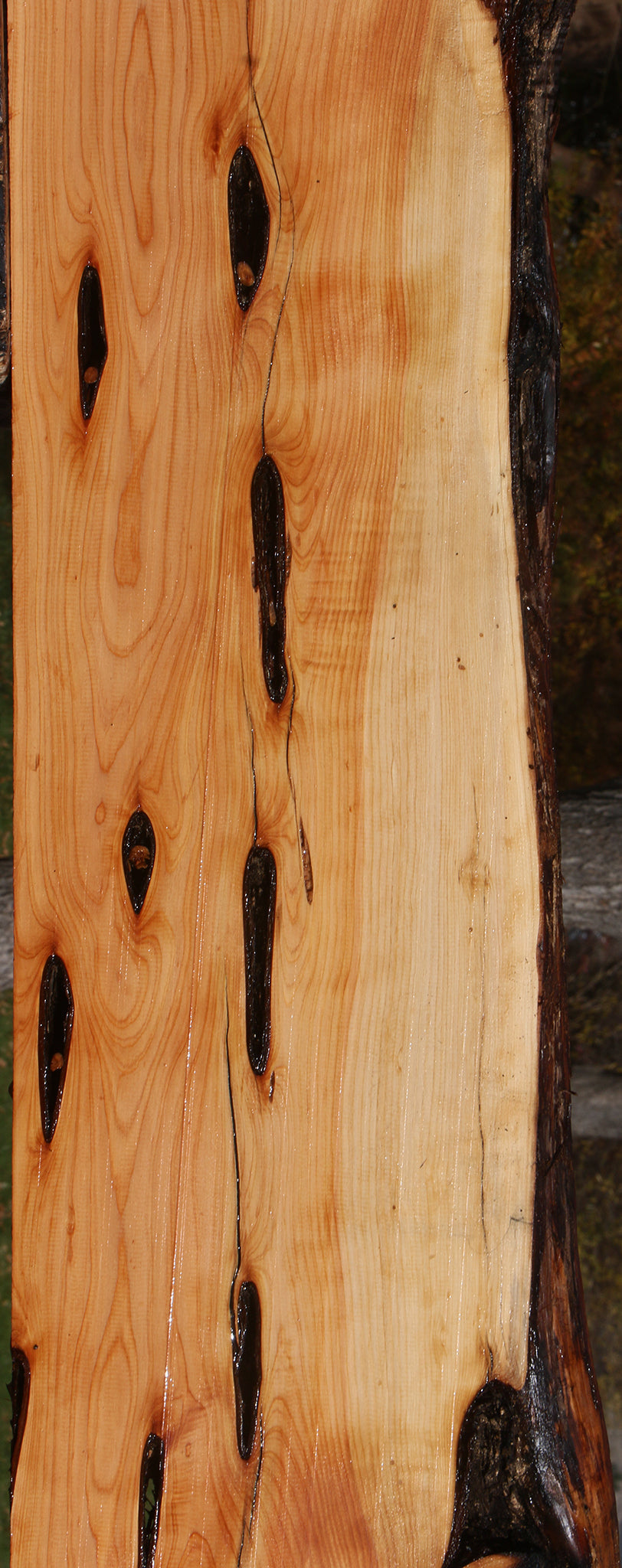 Juniper Live Edge Lumber (Free Shipping Excluded)