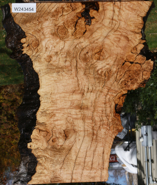 Extra Fancy Rustic Maple Burl Live Edge Lumber