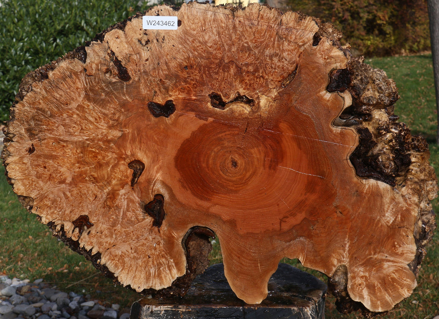 Maple Burl Cookie