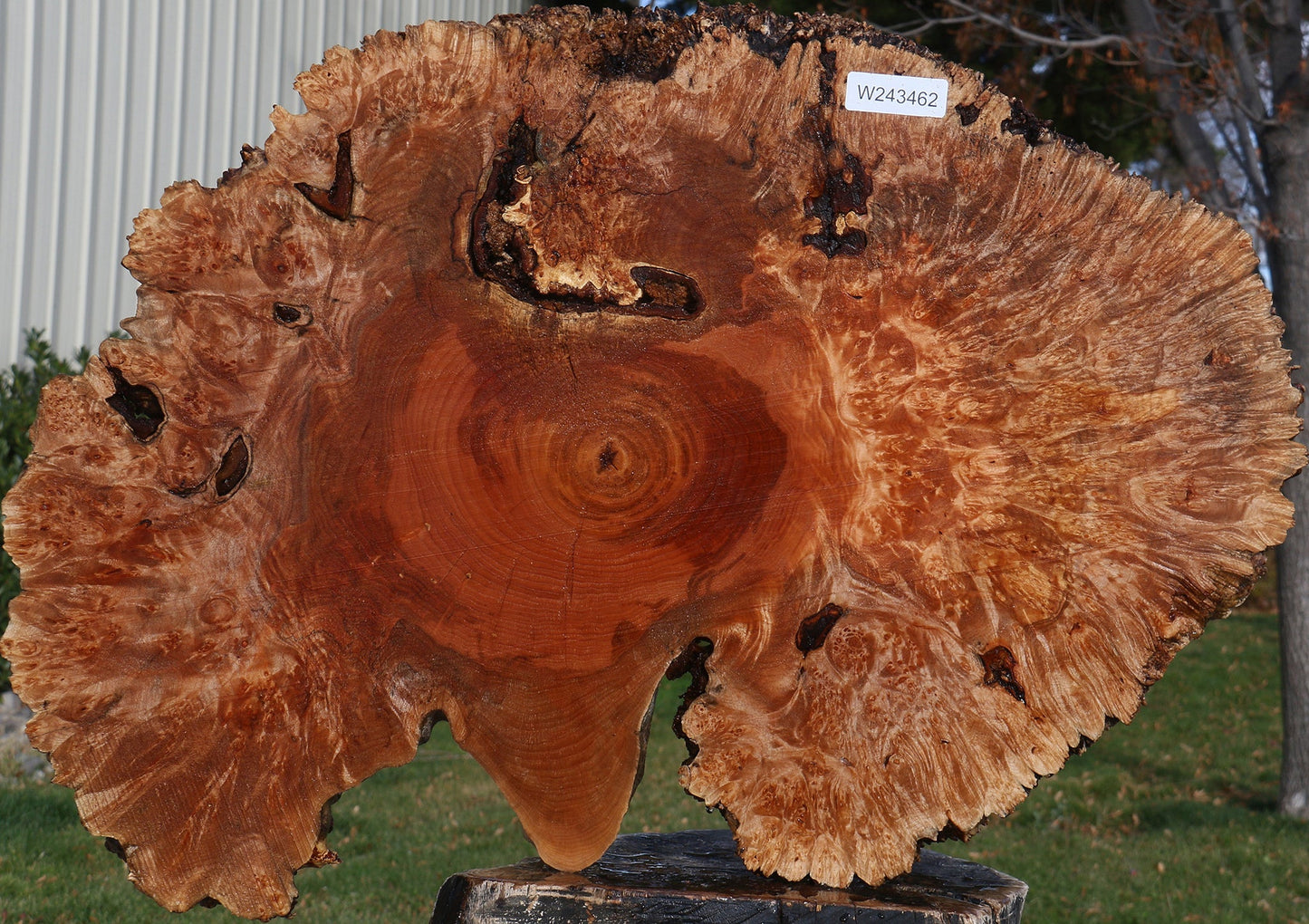 Maple Burl Cookie