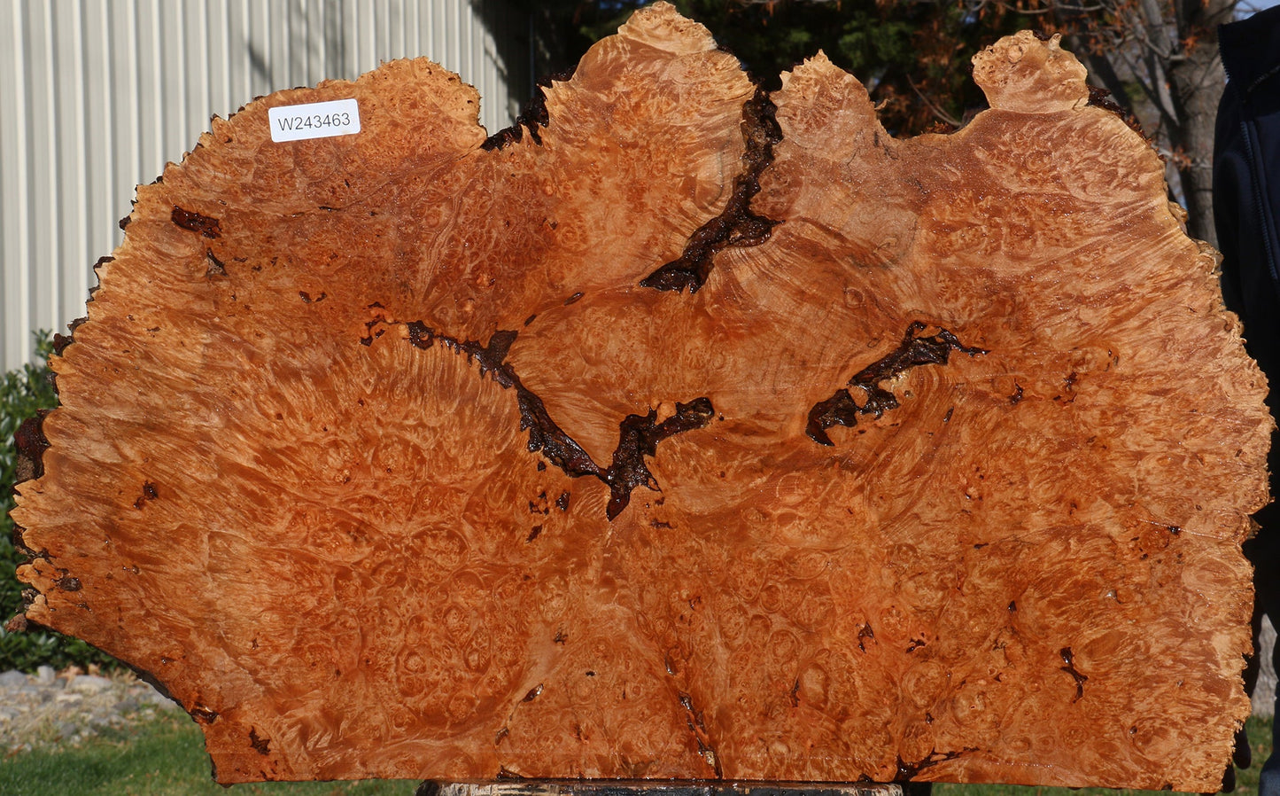 Maple Burl Live Edge Slice