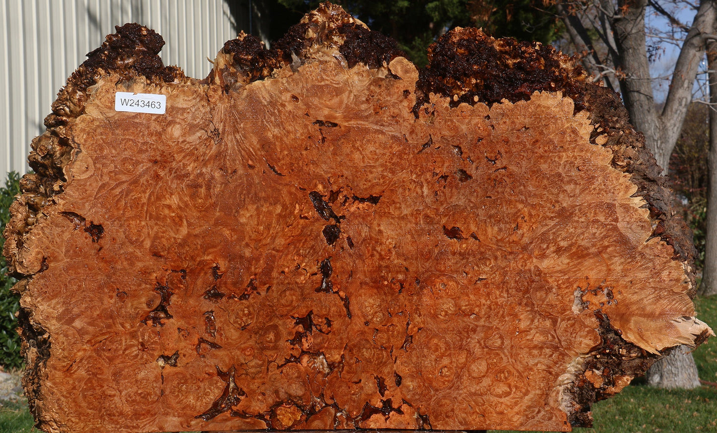 Maple Burl Live Edge Slice