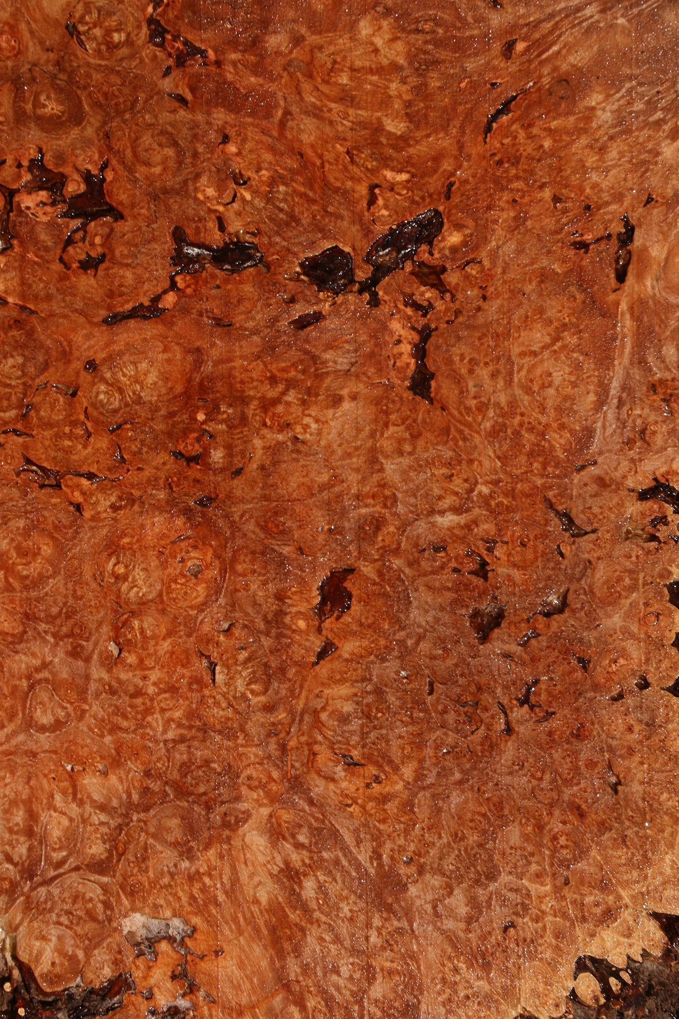 Maple Burl Live Edge Slice