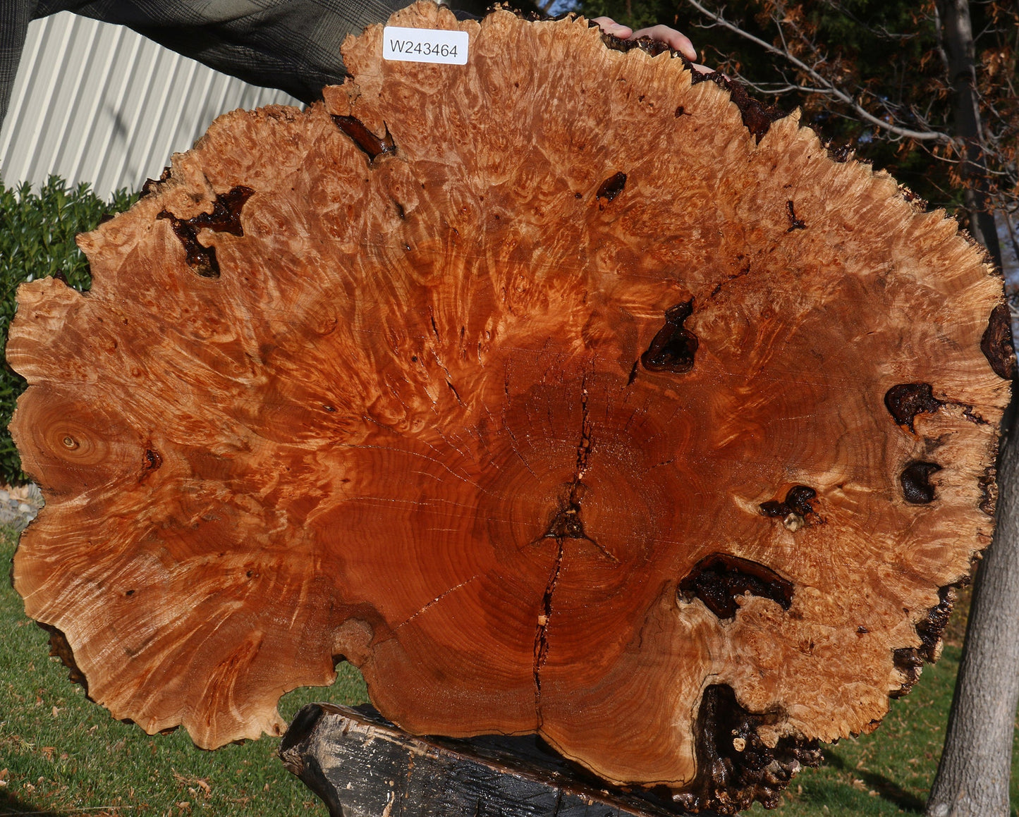 Maple Burl Cookie