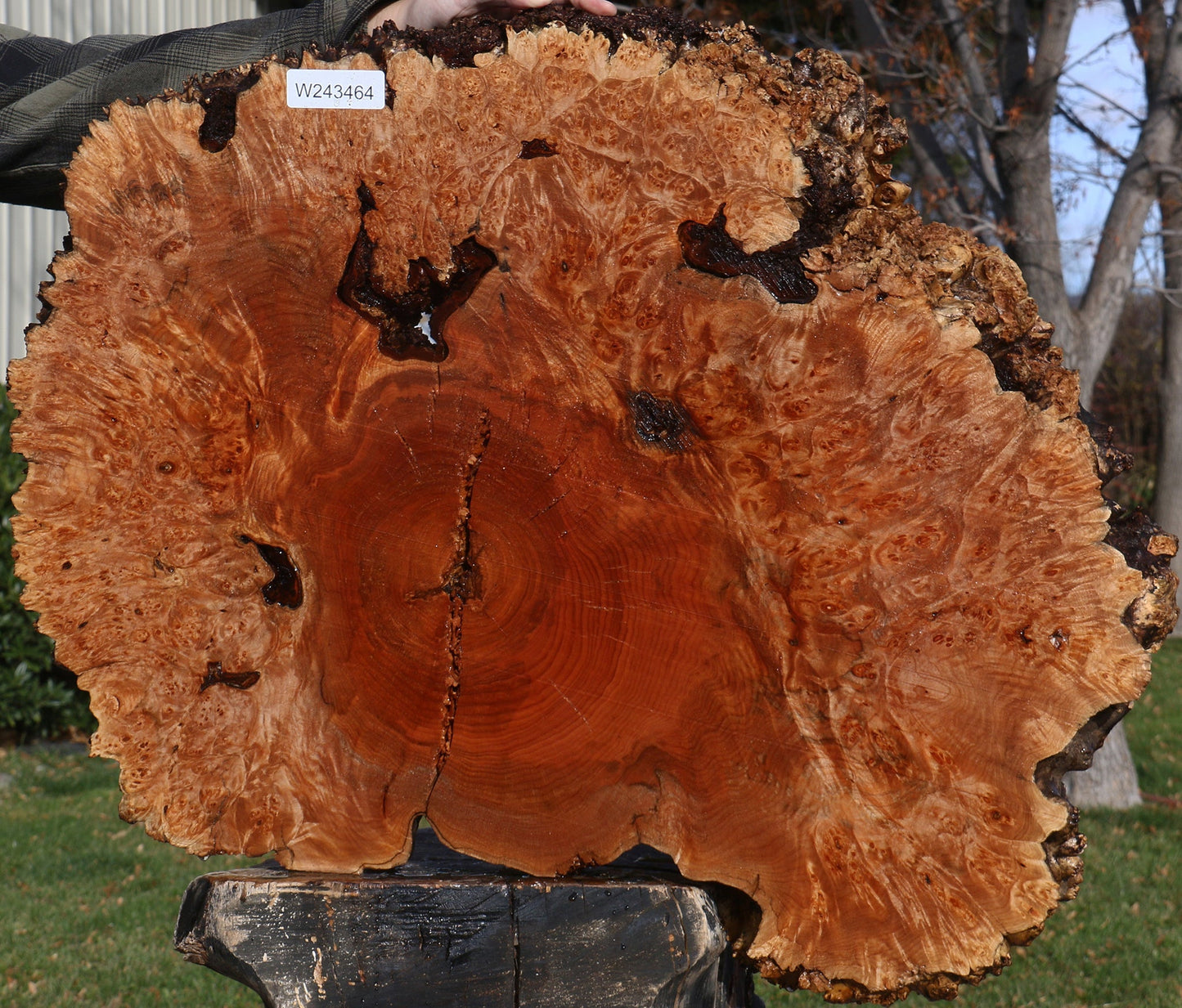 Maple Burl Cookie