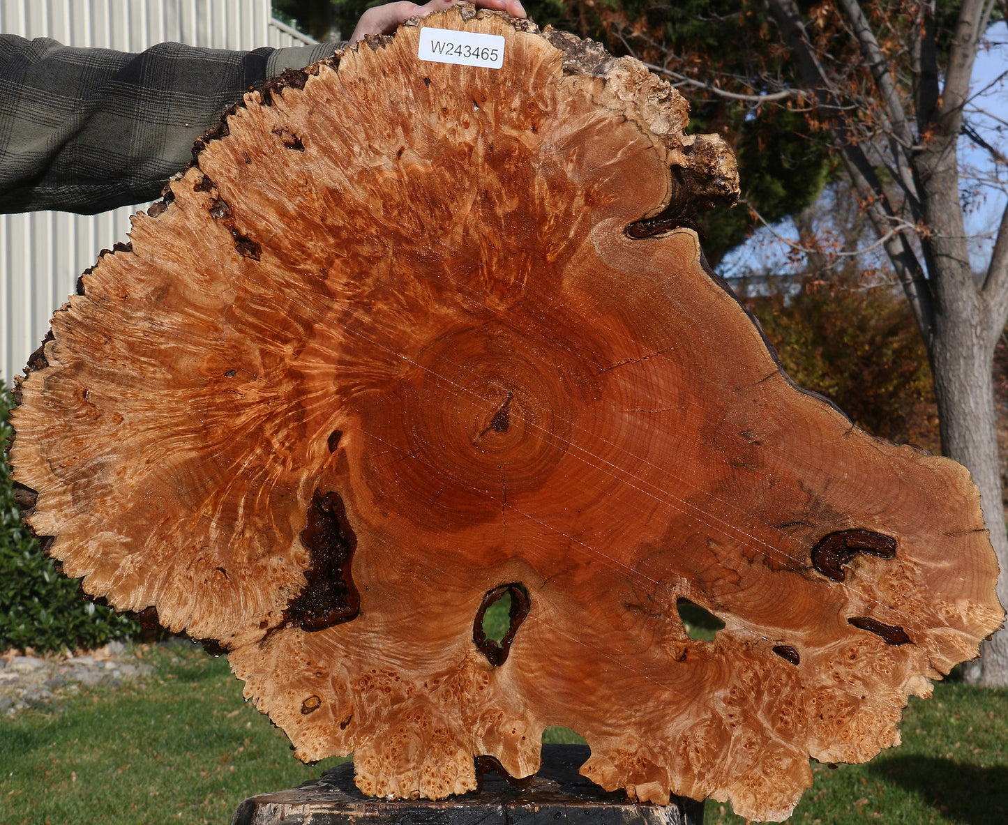 Maple Burl Cookie