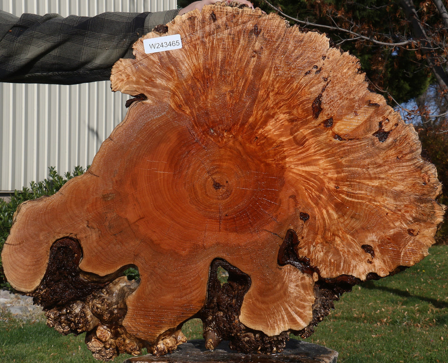 Maple Burl Cookie