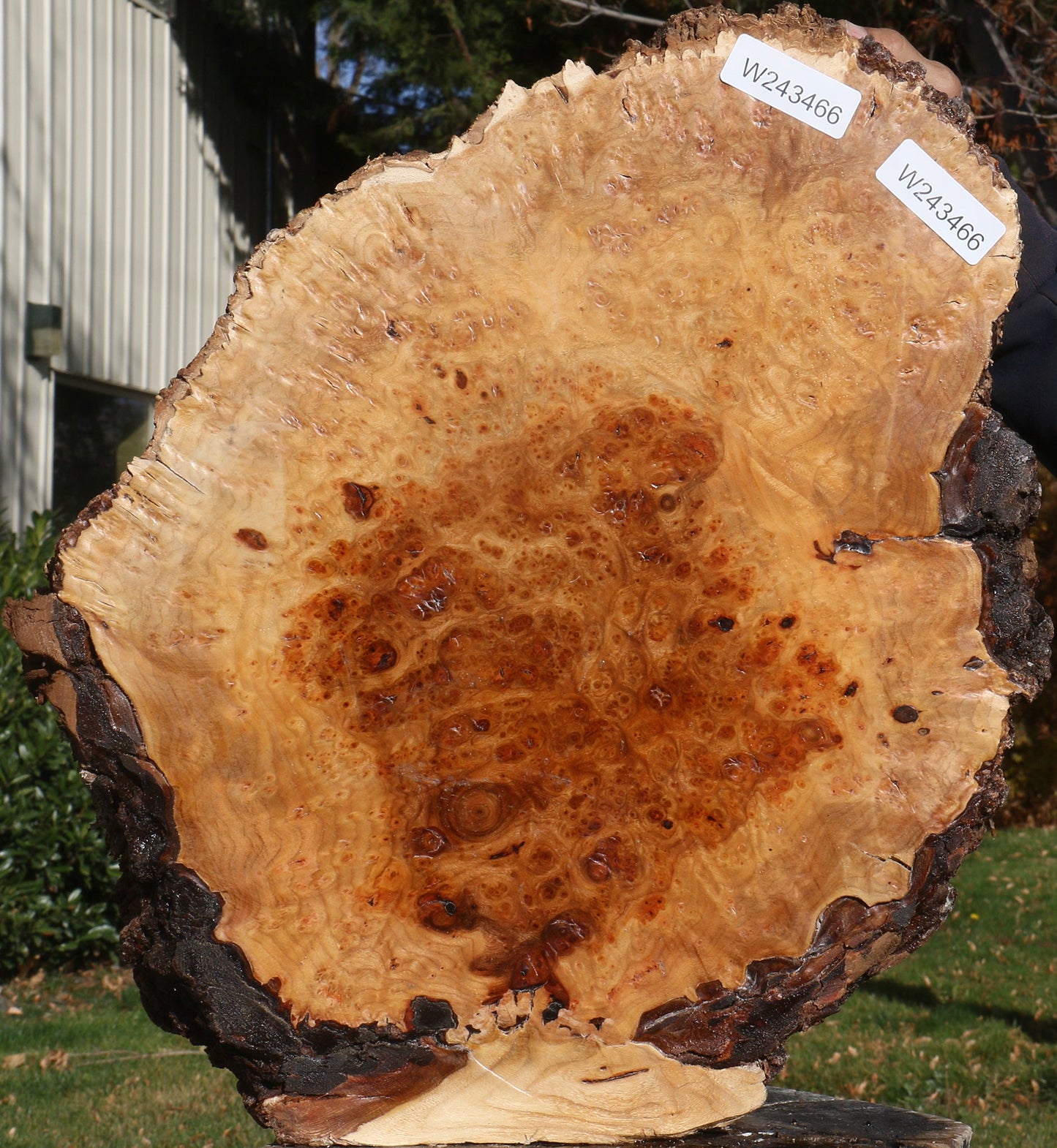 Elm Burl Cap