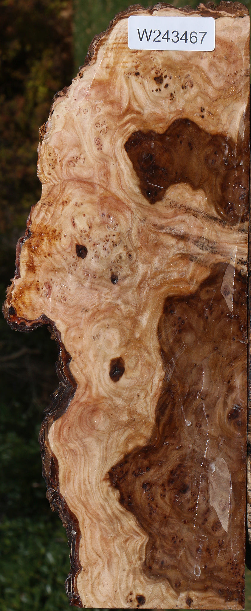 Elm Burl Live Edge Lumber