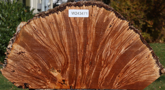 Maple Burl Live Edge Slice