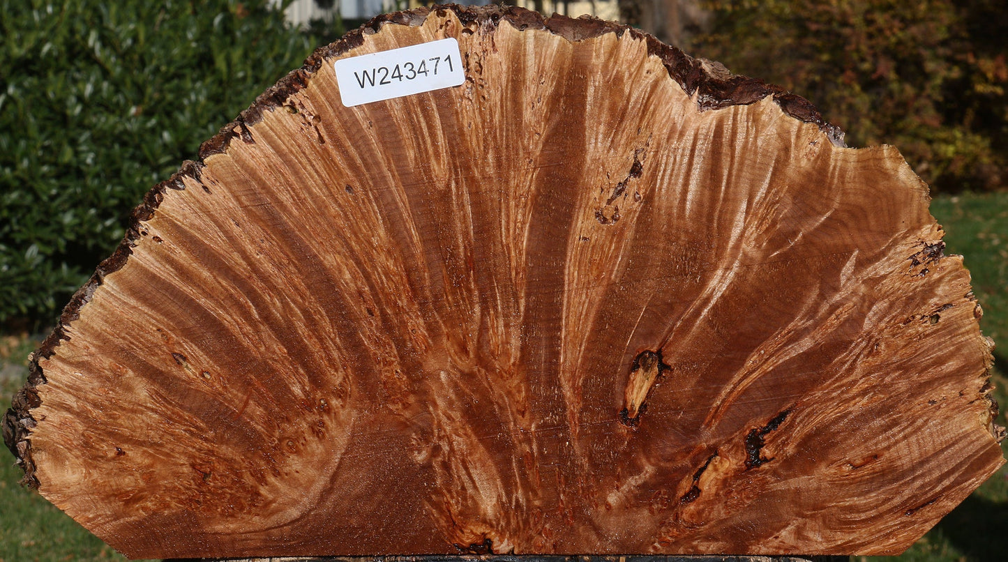 Maple Burl Live Edge Slice