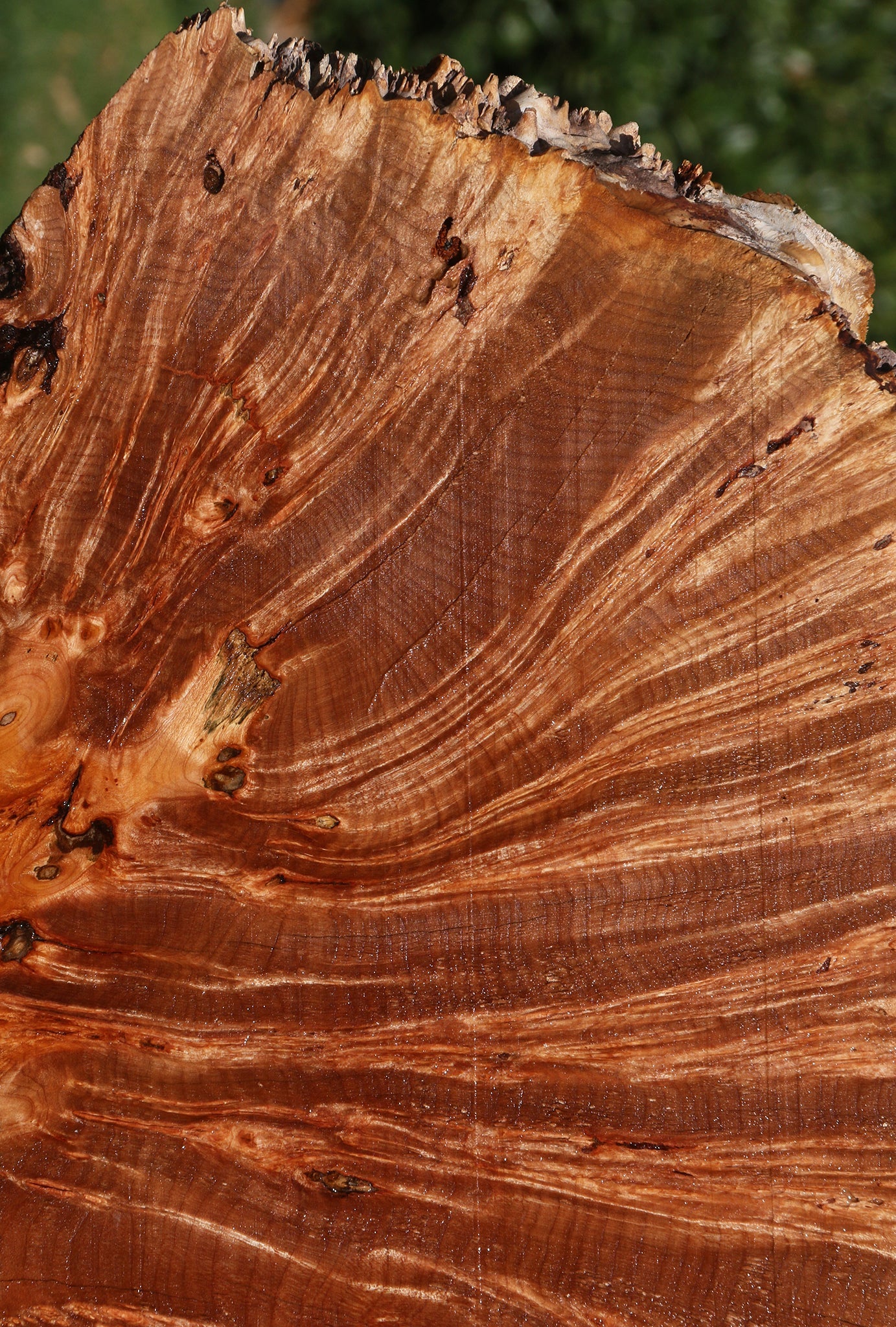Maple Burl Live Edge Slice