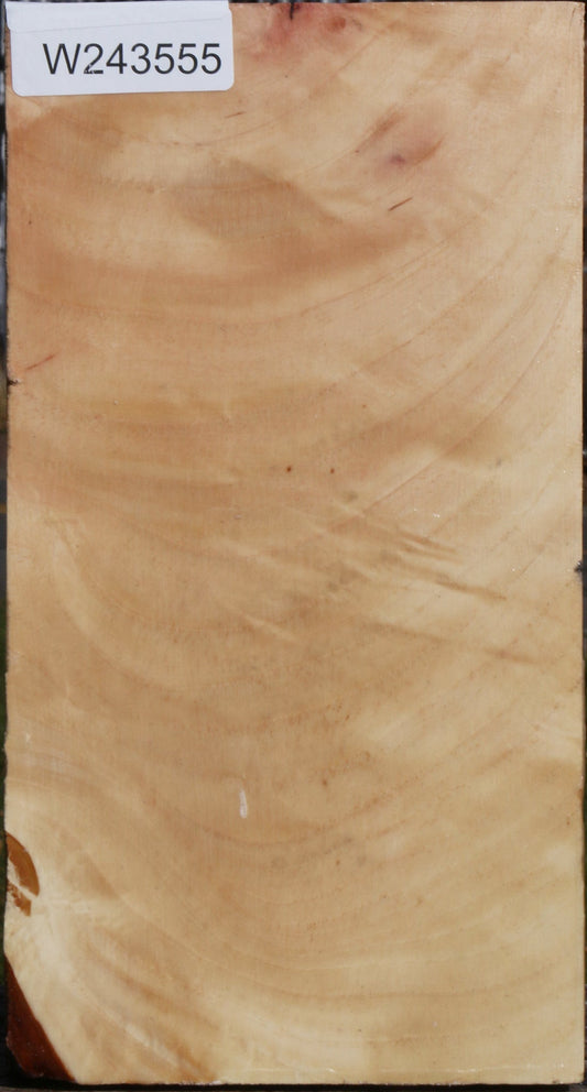 Figured Pecan Vessel Blank