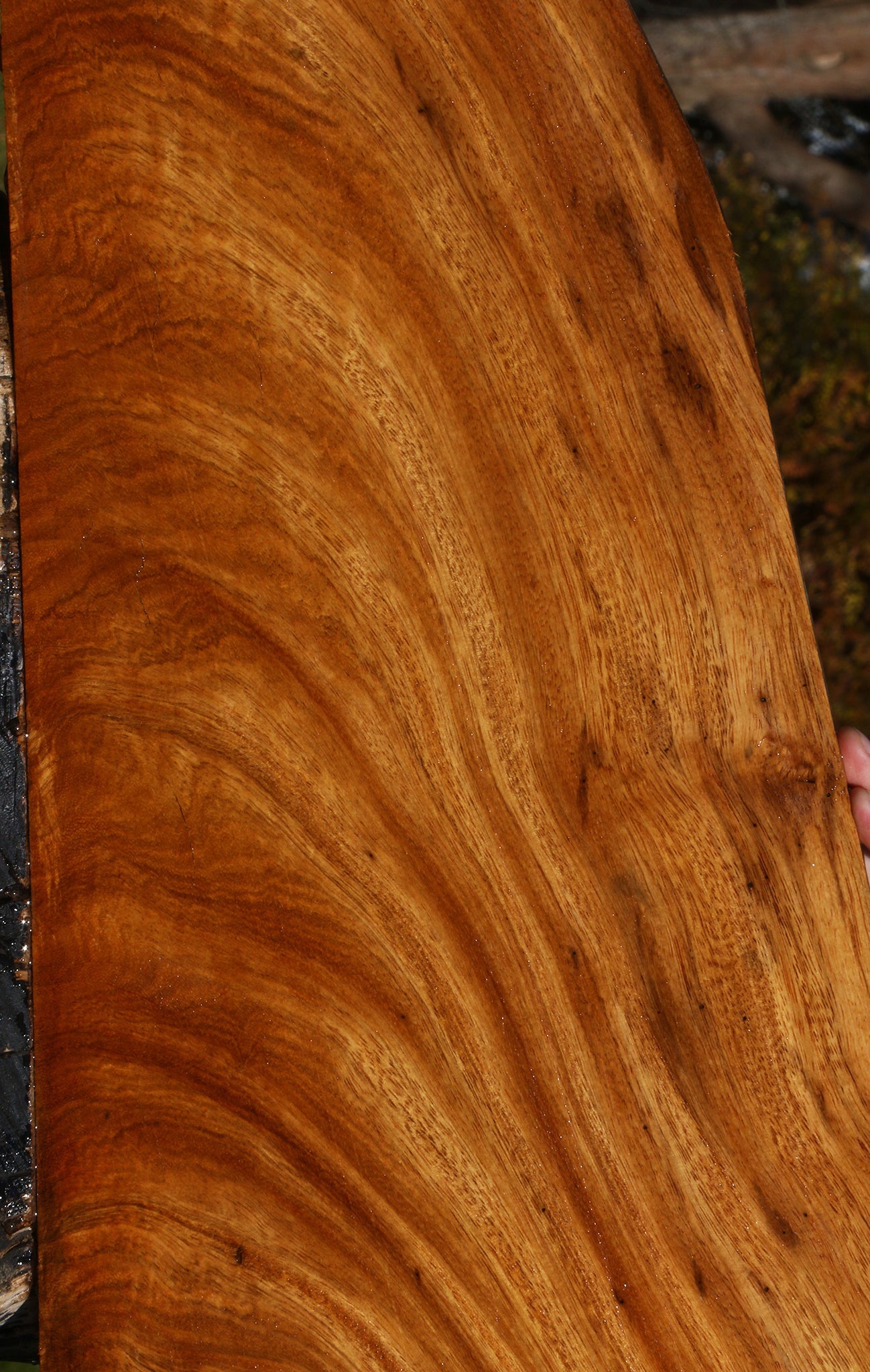 Extra Fancy Crotchwood Cerejeira Lumber