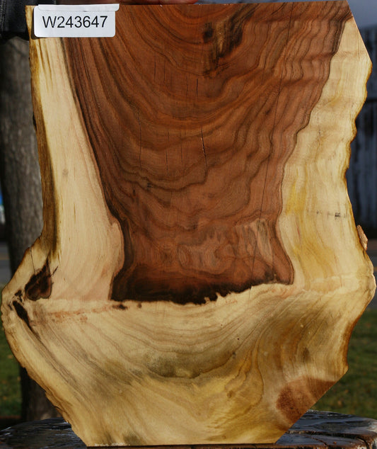 Pistachio Live Edge Lumber