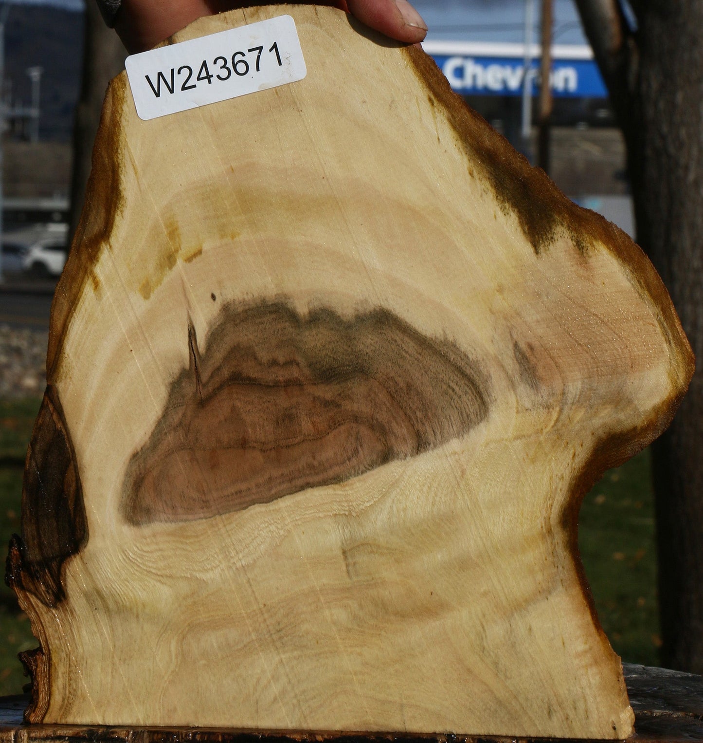 Pistachio Live Edge Slice