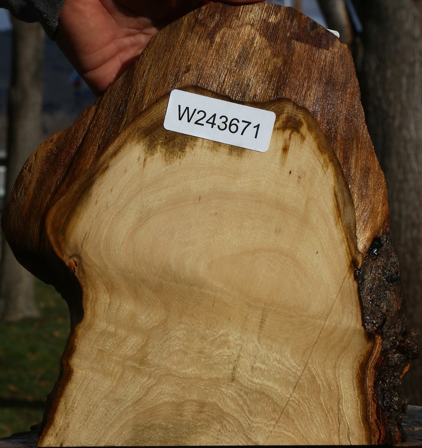 Pistachio Live Edge Slice