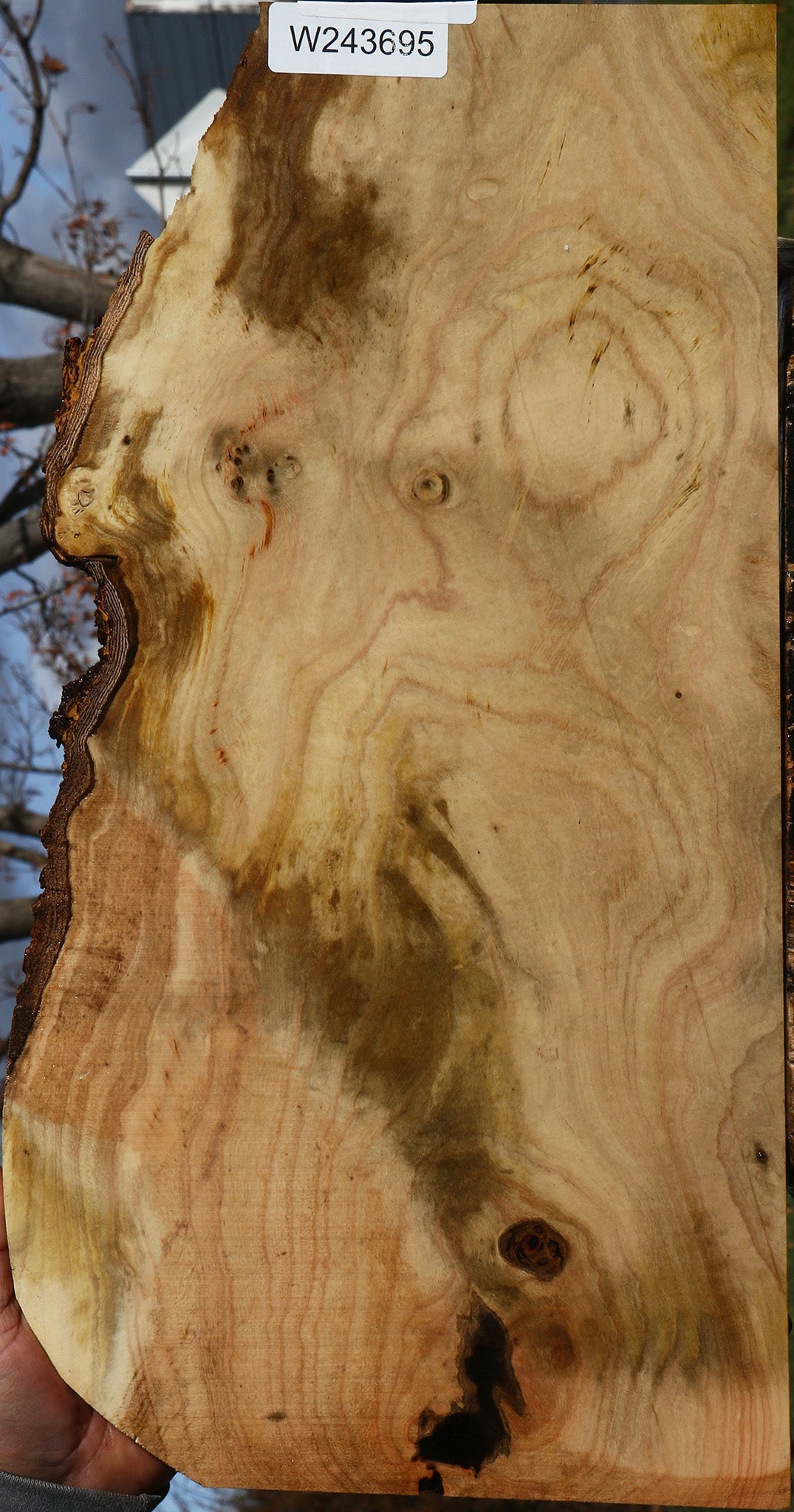 Pistachio Live Edge Lumber