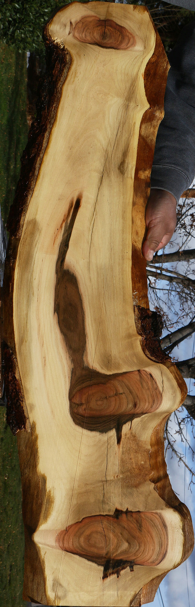 Pistachio Live Edge Lumber