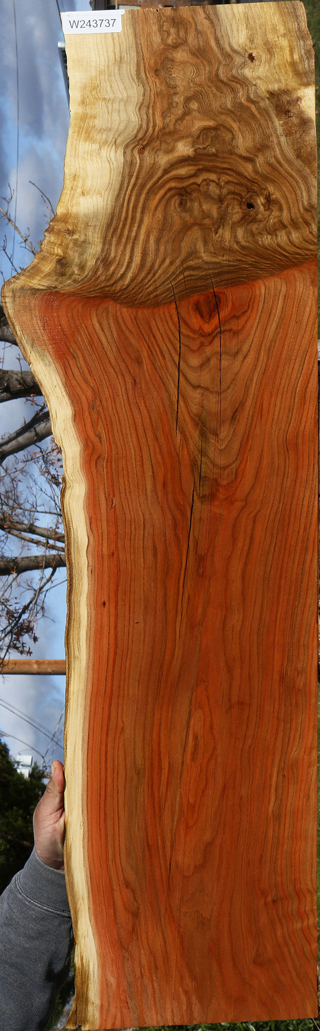 Figured Grafted Pistachio Live Edge Lumber
