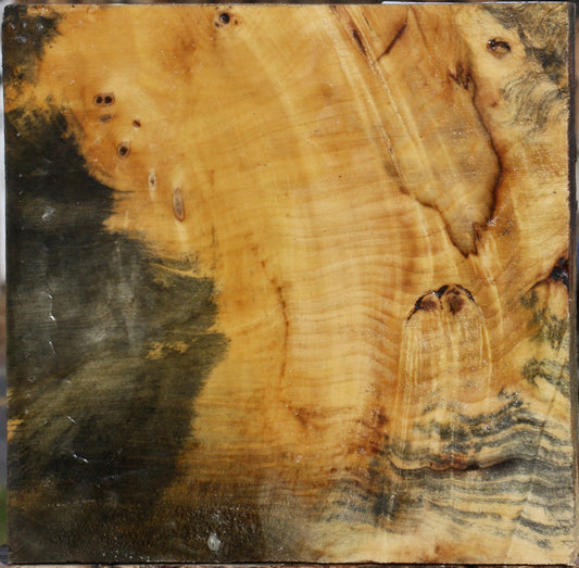 Buckeye Burl Bowl Blank