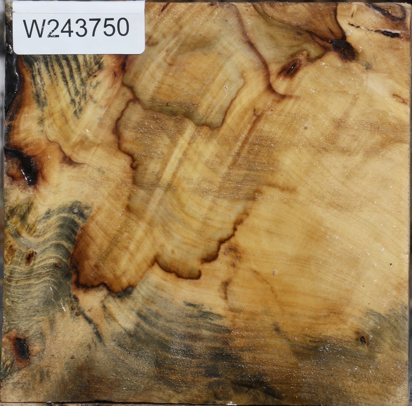 Buckeye Burl Bowl Blank