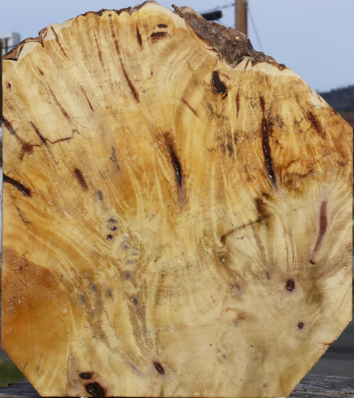 Buckeye Burl Live Edge Bowl Blank