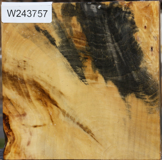 Buckeye Burl Bowl Blank