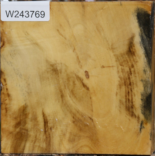 Buckeye Burl Bowl Blank