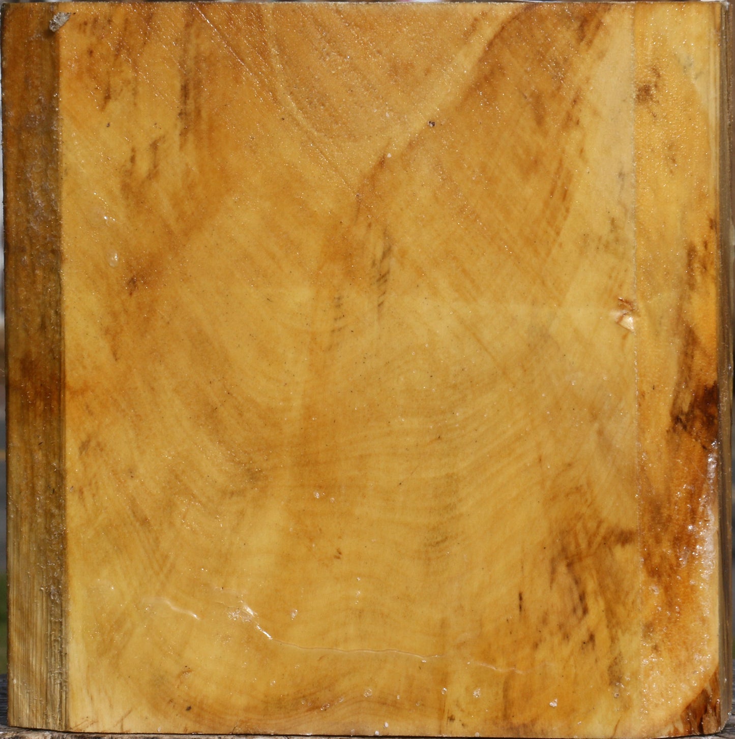 Buckeye Burl Bowl Blank