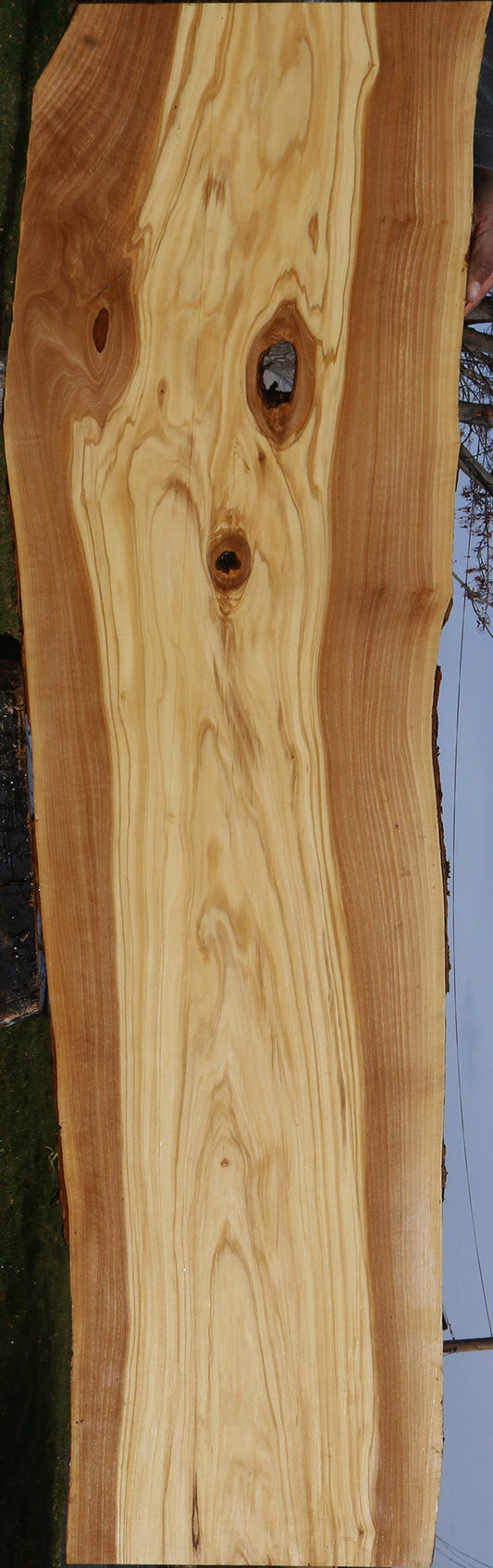Figured Italian Olive Live Edge Lumber