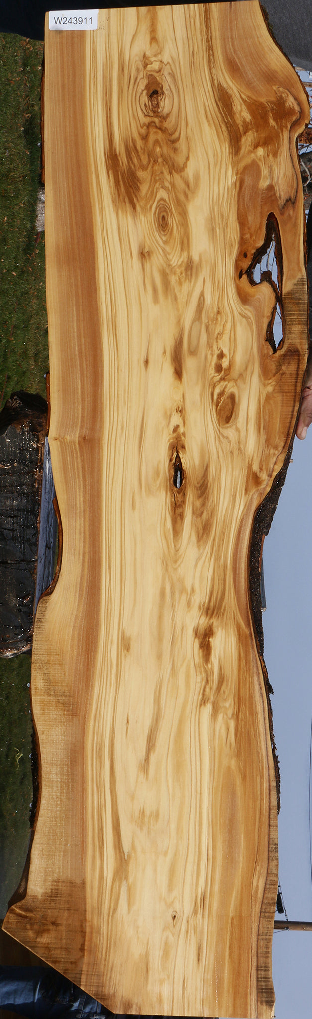 Figured Italian Olive Live Edge Lumber