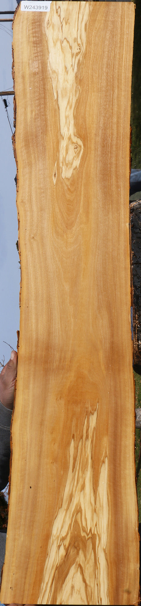 Italian Olive Live Edge Lumber