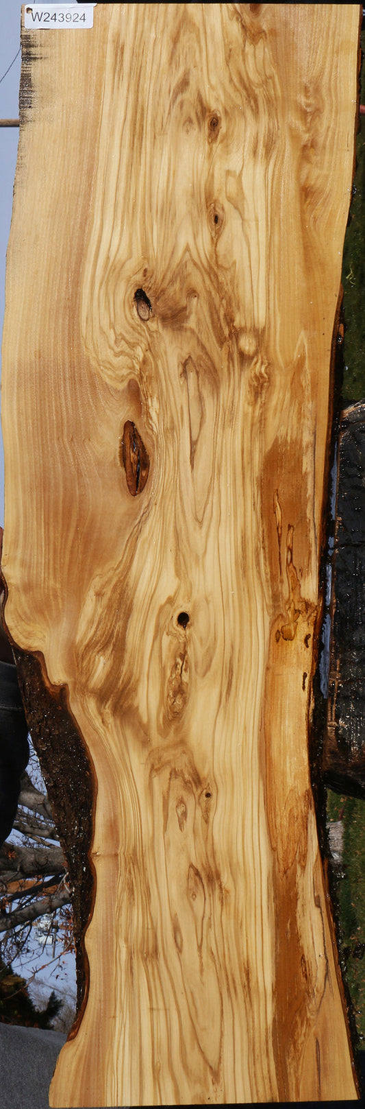 Figured Italian Olive Live Edge Lumber