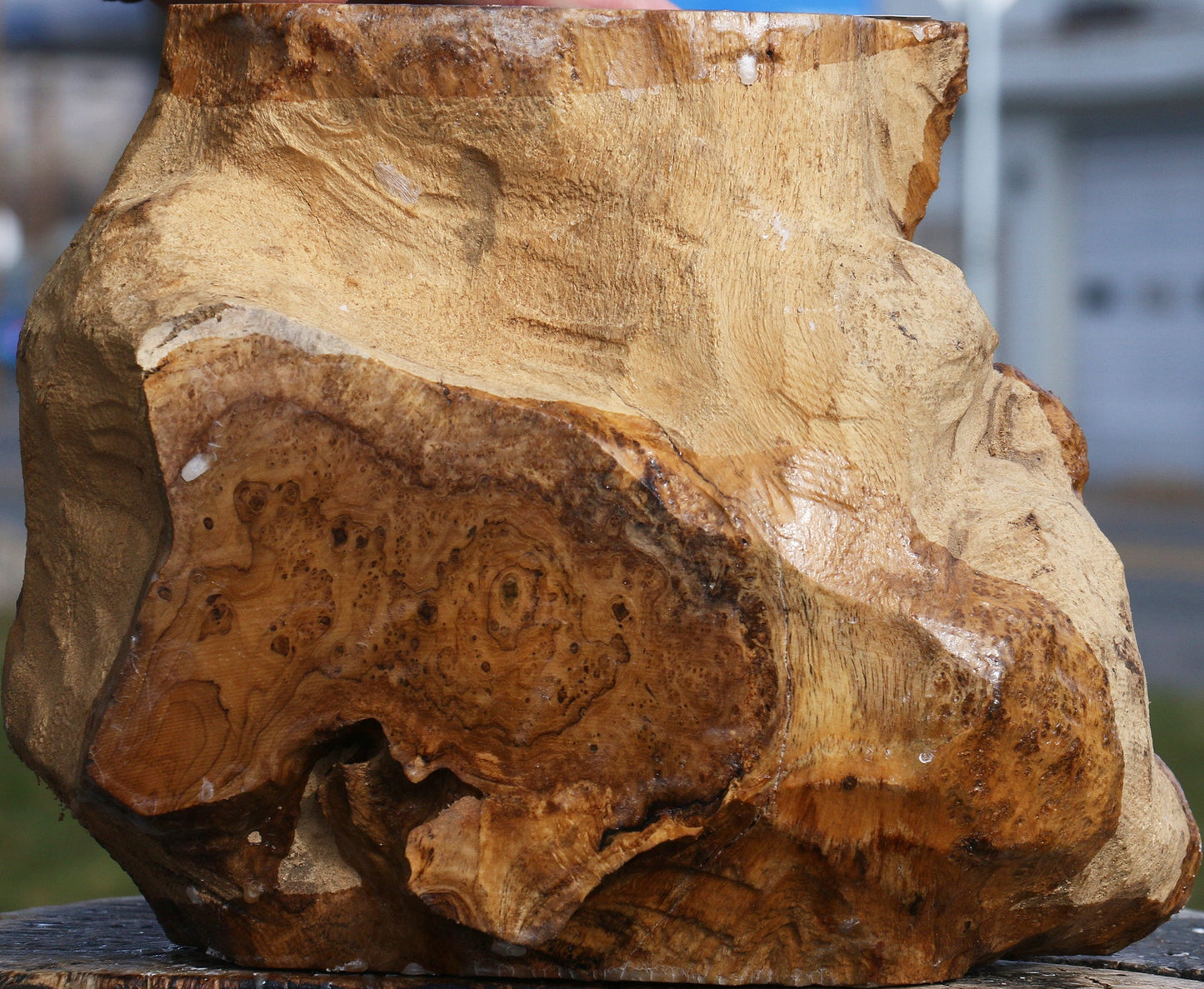 Teak Burl Live Edge Turning Blank