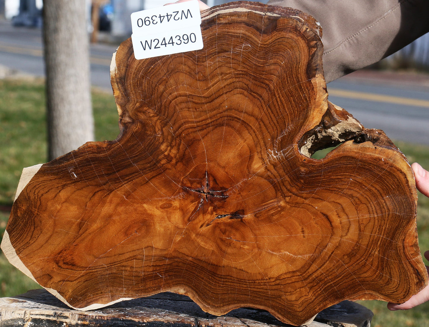 Teak Live Edge Turning Blank