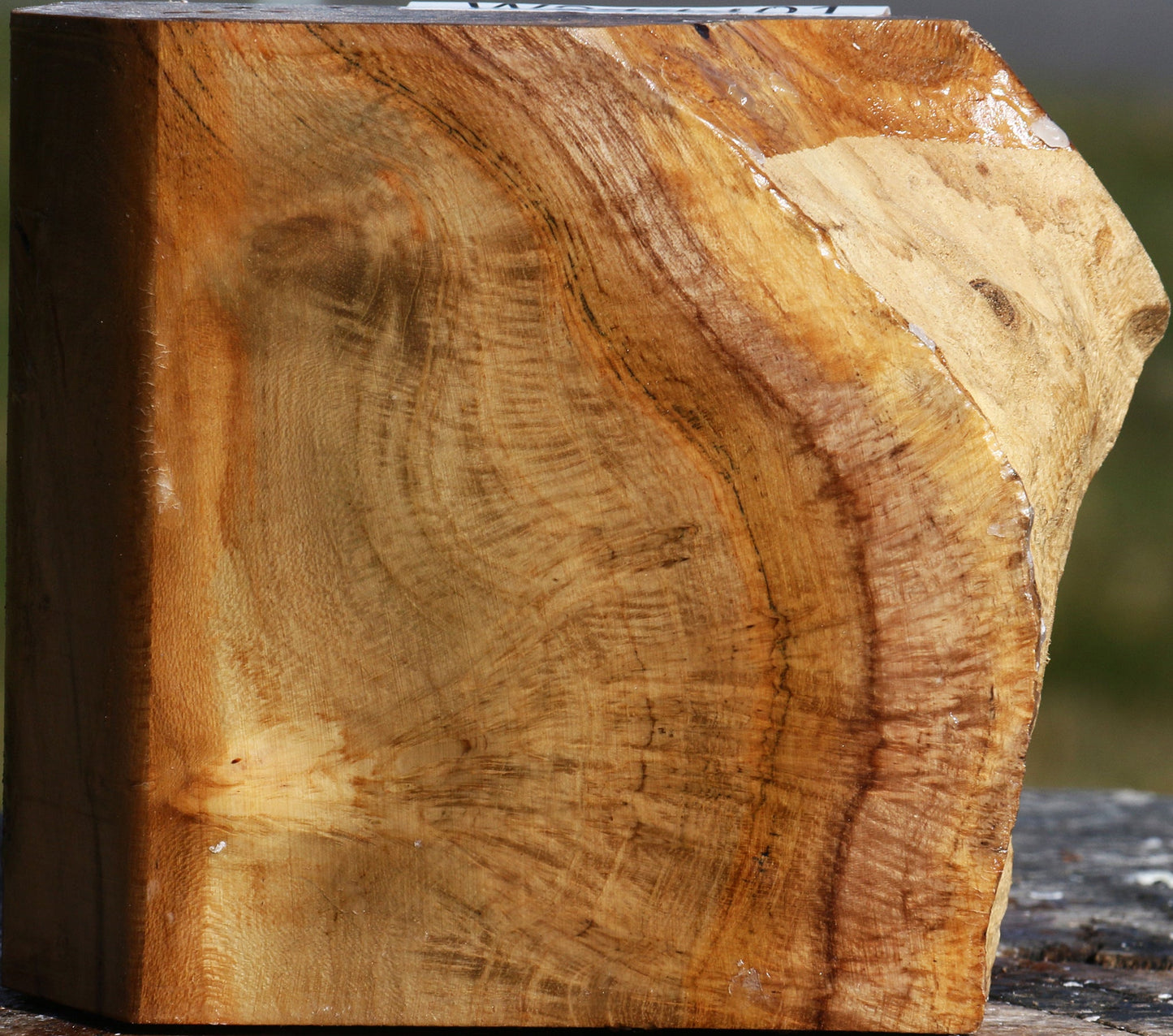 Teak Burl Live Edge Turning Blank