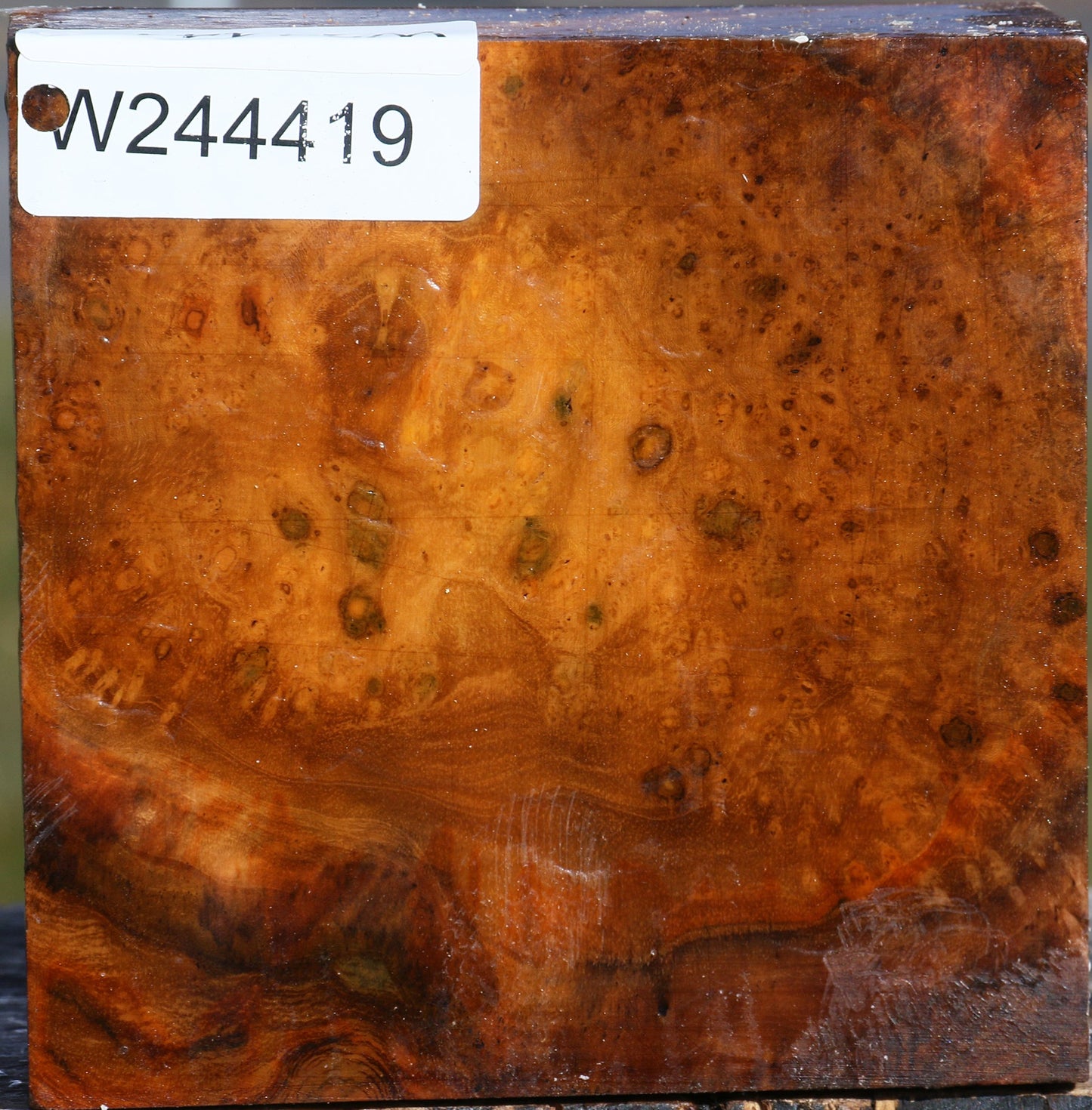 Teak Burl Bowl Blank
