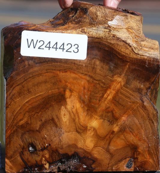 Extra Fancy Teak Live Edge Bowl Blank