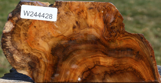 Extra Fancy Teak Live Edge Turning Blank