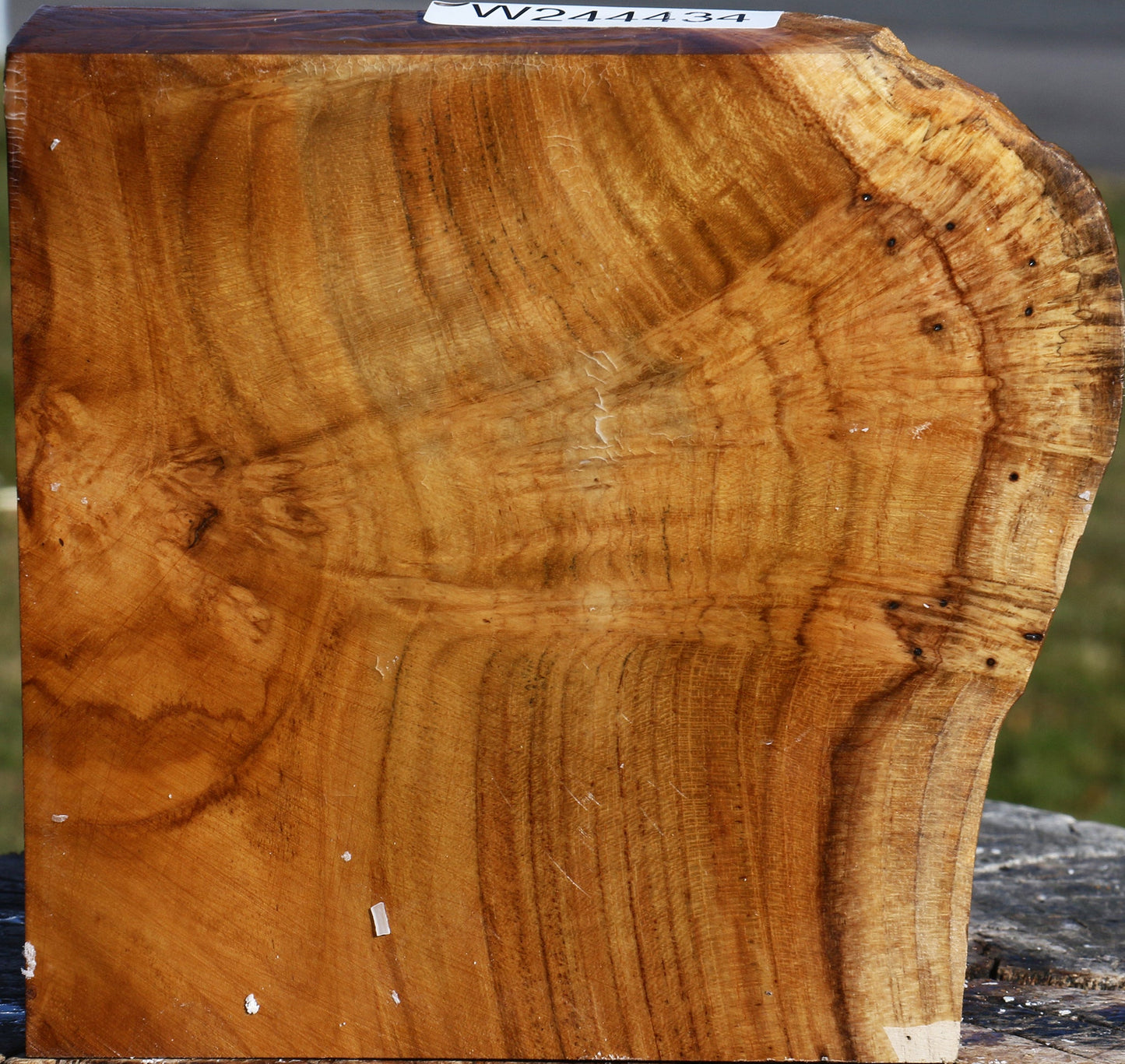 Extra Fancy Teak Live Edge Bowl Blank